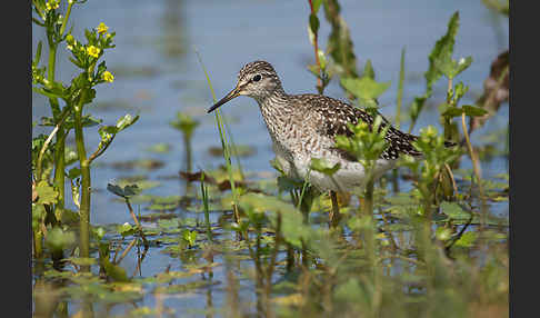 Bruchwasserläufer (Tringa glareola)