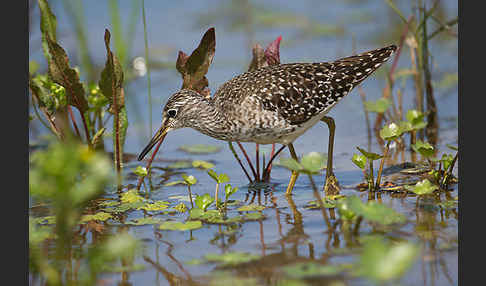 Bruchwasserläufer (Tringa glareola)