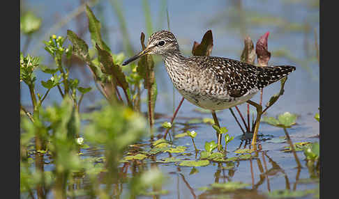 Bruchwasserläufer (Tringa glareola)