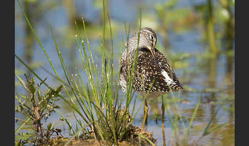 Bruchwasserläufer (Tringa glareola)