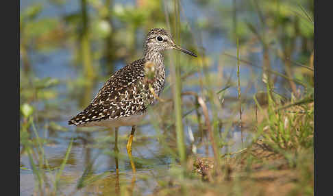 Bruchwasserläufer (Tringa glareola)