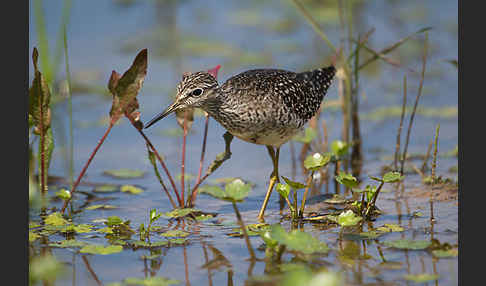 Bruchwasserläufer (Tringa glareola)