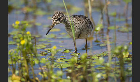 Bruchwasserläufer (Tringa glareola)