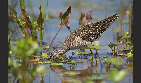 Bruchwasserläufer (Tringa glareola)