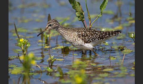 Bruchwasserläufer (Tringa glareola)