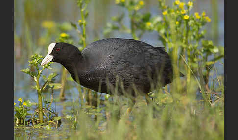 Blessralle (Fulica atra)