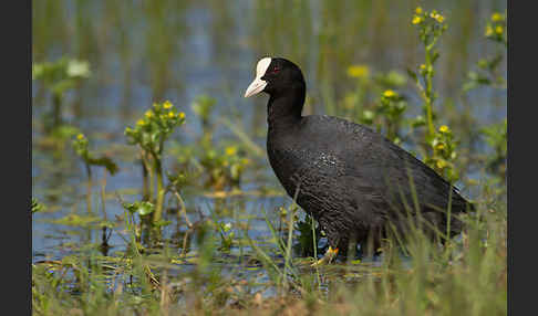 Blessralle (Fulica atra)