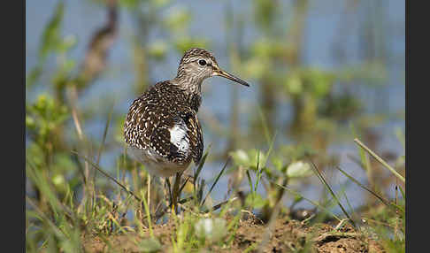 Bruchwasserläufer (Tringa glareola)