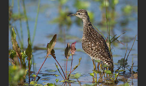 Bruchwasserläufer (Tringa glareola)