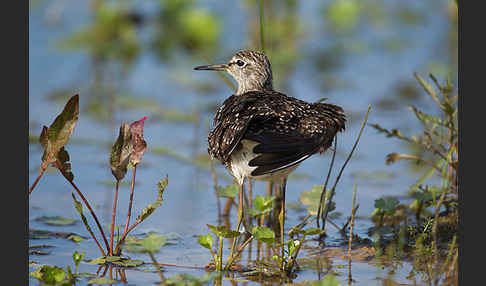 Bruchwasserläufer (Tringa glareola)