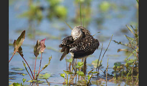 Bruchwasserläufer (Tringa glareola)