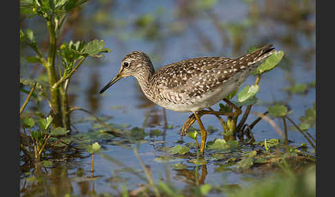 Bruchwasserläufer (Tringa glareola)