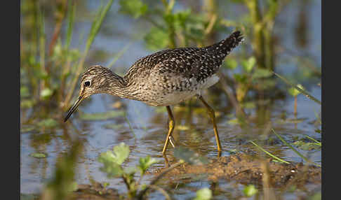 Bruchwasserläufer (Tringa glareola)