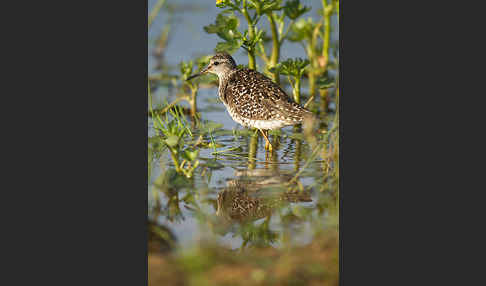 Bruchwasserläufer (Tringa glareola)