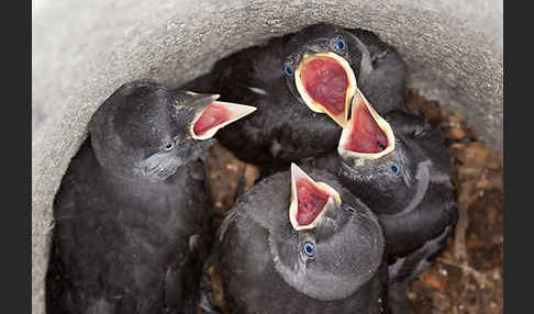 Dohle (Corvus monedula)