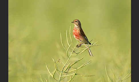 Bluthänfling (Acanthis cannabina)