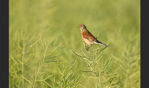 Bluthänfling (Acanthis cannabina)