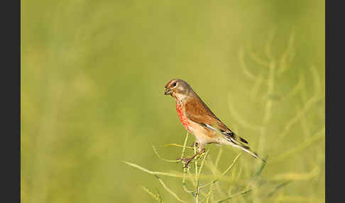 Bluthänfling (Acanthis cannabina)