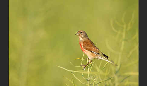 Bluthänfling (Acanthis cannabina)