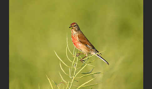 Bluthänfling (Acanthis cannabina)