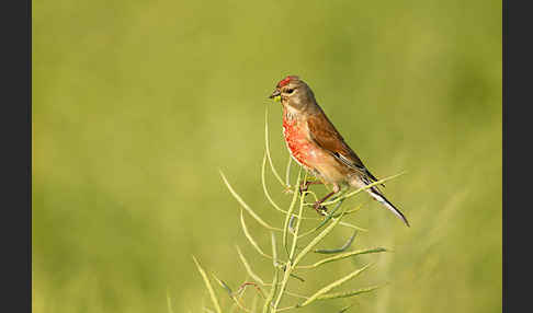 Bluthänfling (Acanthis cannabina)