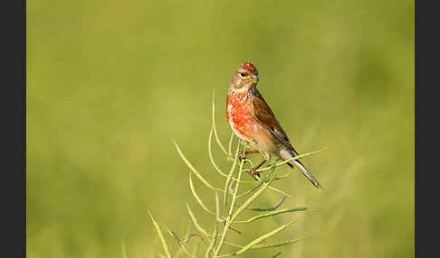 Bluthänfling (Acanthis cannabina)