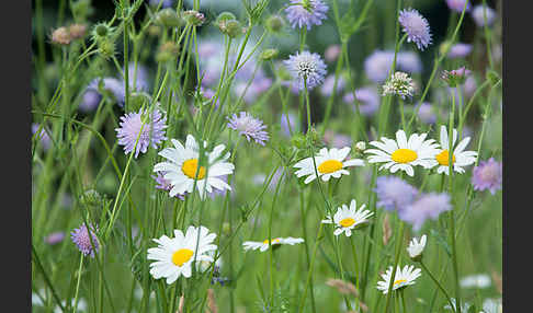 Acker-Witwenblume (Knautia arvensis)