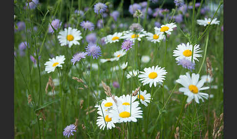 Acker-Witwenblume (Knautia arvensis)