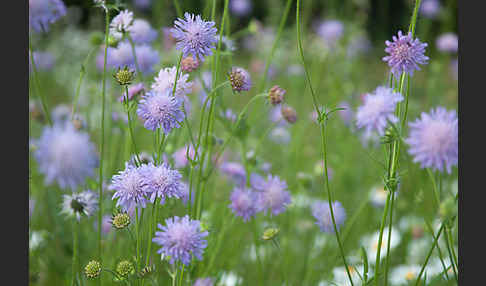 Acker-Witwenblume (Knautia arvensis)