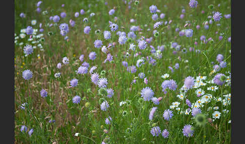 Acker-Witwenblume (Knautia arvensis)