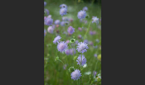 Acker-Witwenblume (Knautia arvensis)