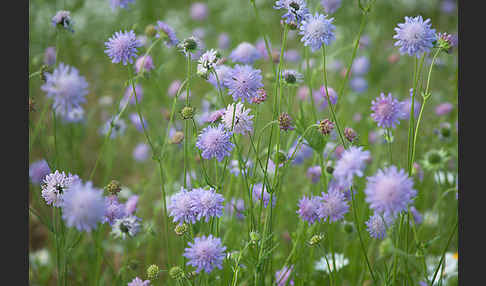 Acker-Witwenblume (Knautia arvensis)