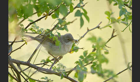 Dorngrasmücke (Sylvia communis)