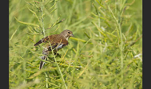 Bluthänfling (Acanthis cannabina)