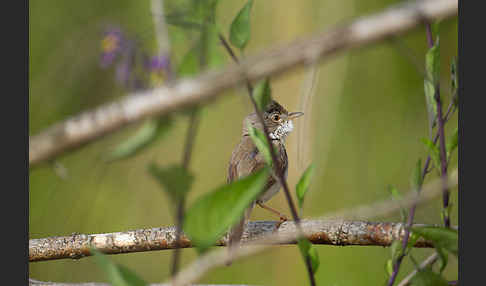 Dorngrasmücke (Sylvia communis)