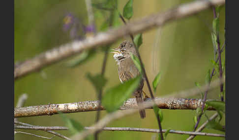 Dorngrasmücke (Sylvia communis)