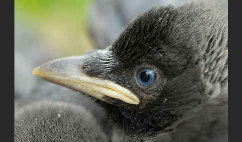 Dohle (Corvus monedula)