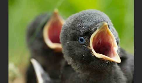 Dohle (Corvus monedula)