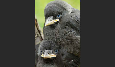 Dohle (Corvus monedula)