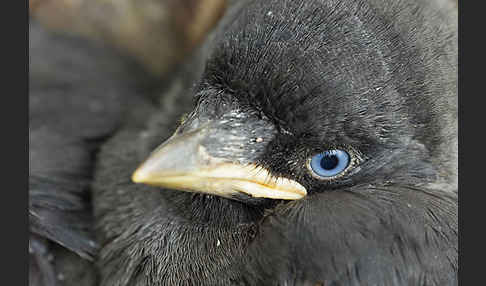 Dohle (Corvus monedula)