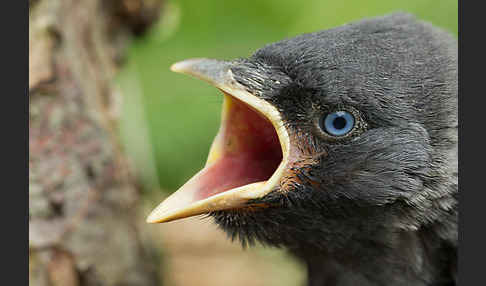 Dohle (Corvus monedula)