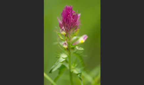 Acker-Wachtelweizen (Melampyrum arvense)