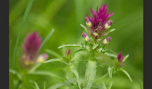 Acker-Wachtelweizen (Melampyrum arvense)