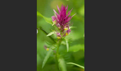 Acker-Wachtelweizen (Melampyrum arvense)