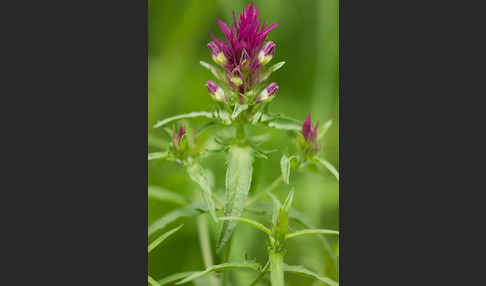 Acker-Wachtelweizen (Melampyrum arvense)