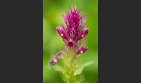 Acker-Wachtelweizen (Melampyrum arvense)