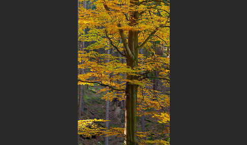 Herbst (autumn)