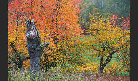 Streuobstwiese (meadow orchard)