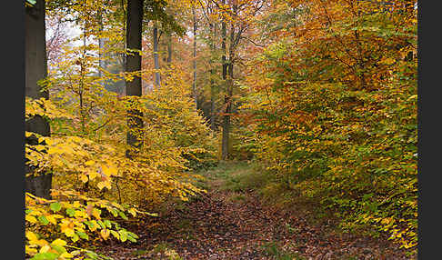 Thüringen (Thuringia)