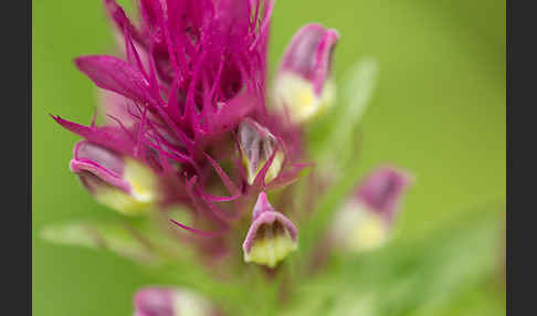 Acker-Wachtelweizen (Melampyrum arvense)